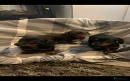 Dachshund dogs for sale: Daschund miniature  - Image 6