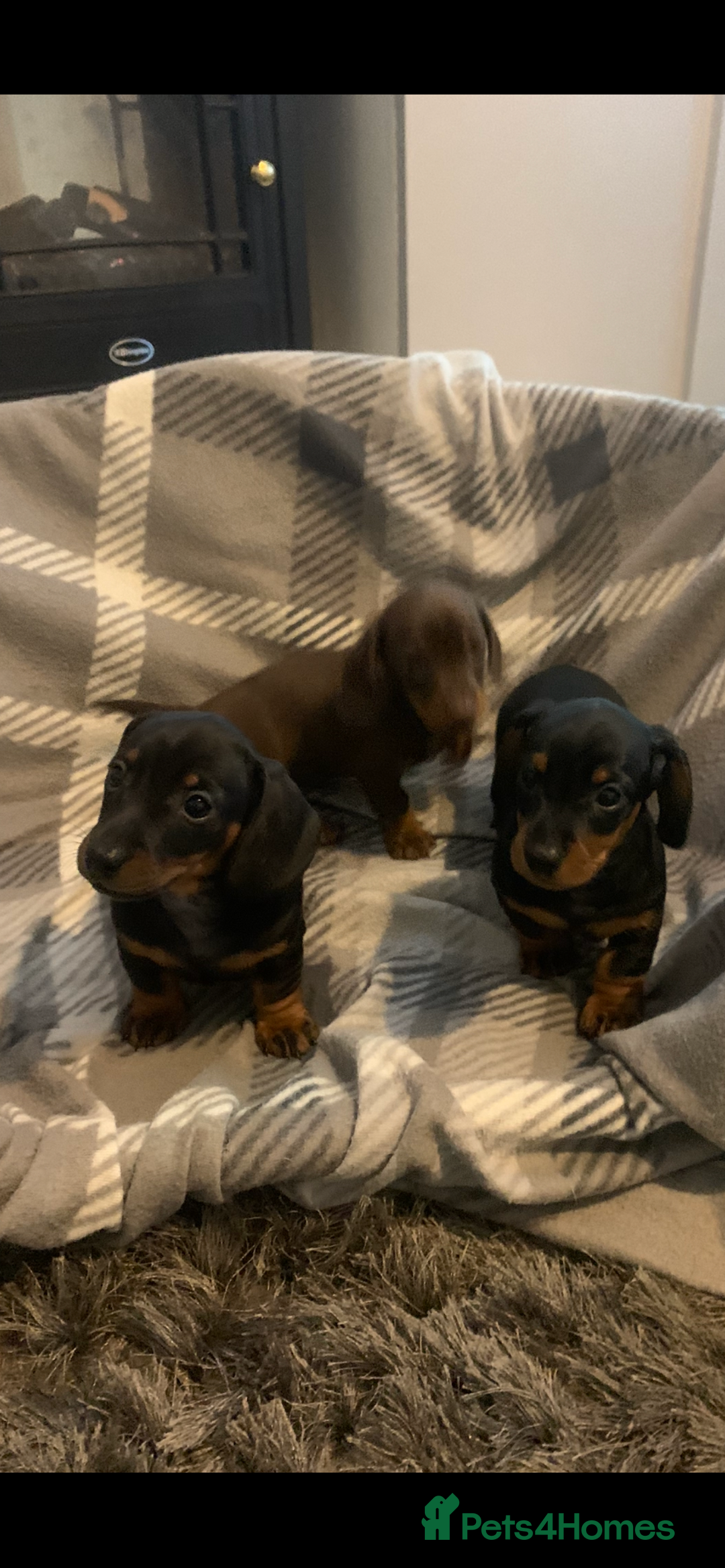 Dachshund dogs for sale: Daschund miniature  - Image 6
