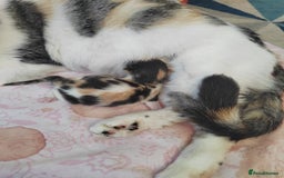 Mixed Breed cats for sale: Kittens - Image 5