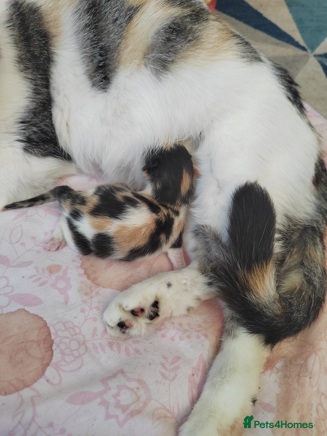 Mixed Breed cats for sale: Kittens - Image 5