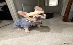 French Bulldog dogs for stud: 🔥 SIMBA 🔥 French Bulldog for Stud - Advert 6