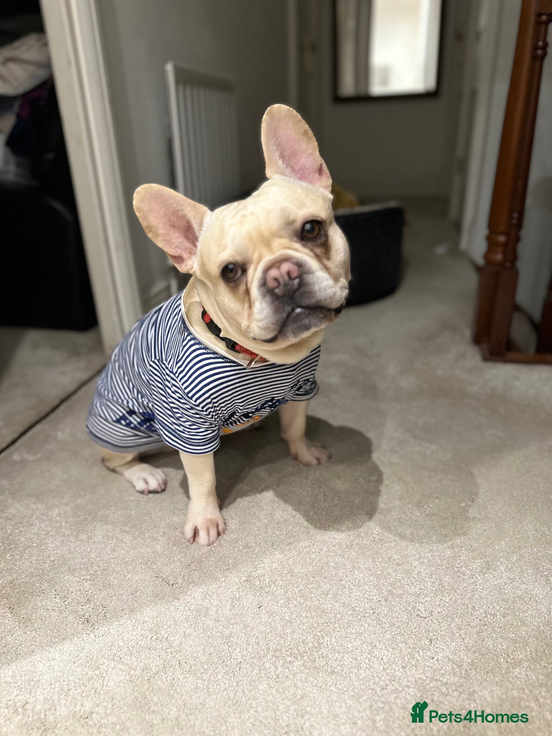 French Bulldog dogs for stud: 🔥 SIMBA 🔥 French Bulldog for Stud - Advert 6