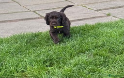 Sprocker dogs for sale: 2 x sprocker pups for sale  - Image 9