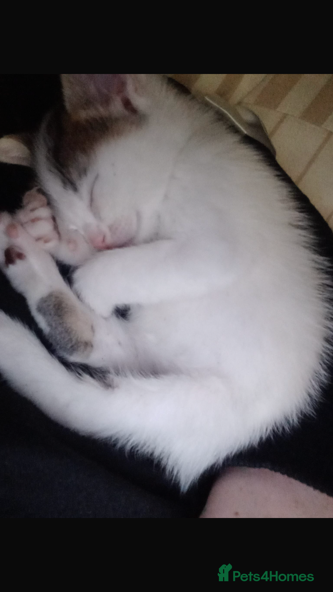 Mixed Breed cats for sale: 3 kitties for sale  - Image 2