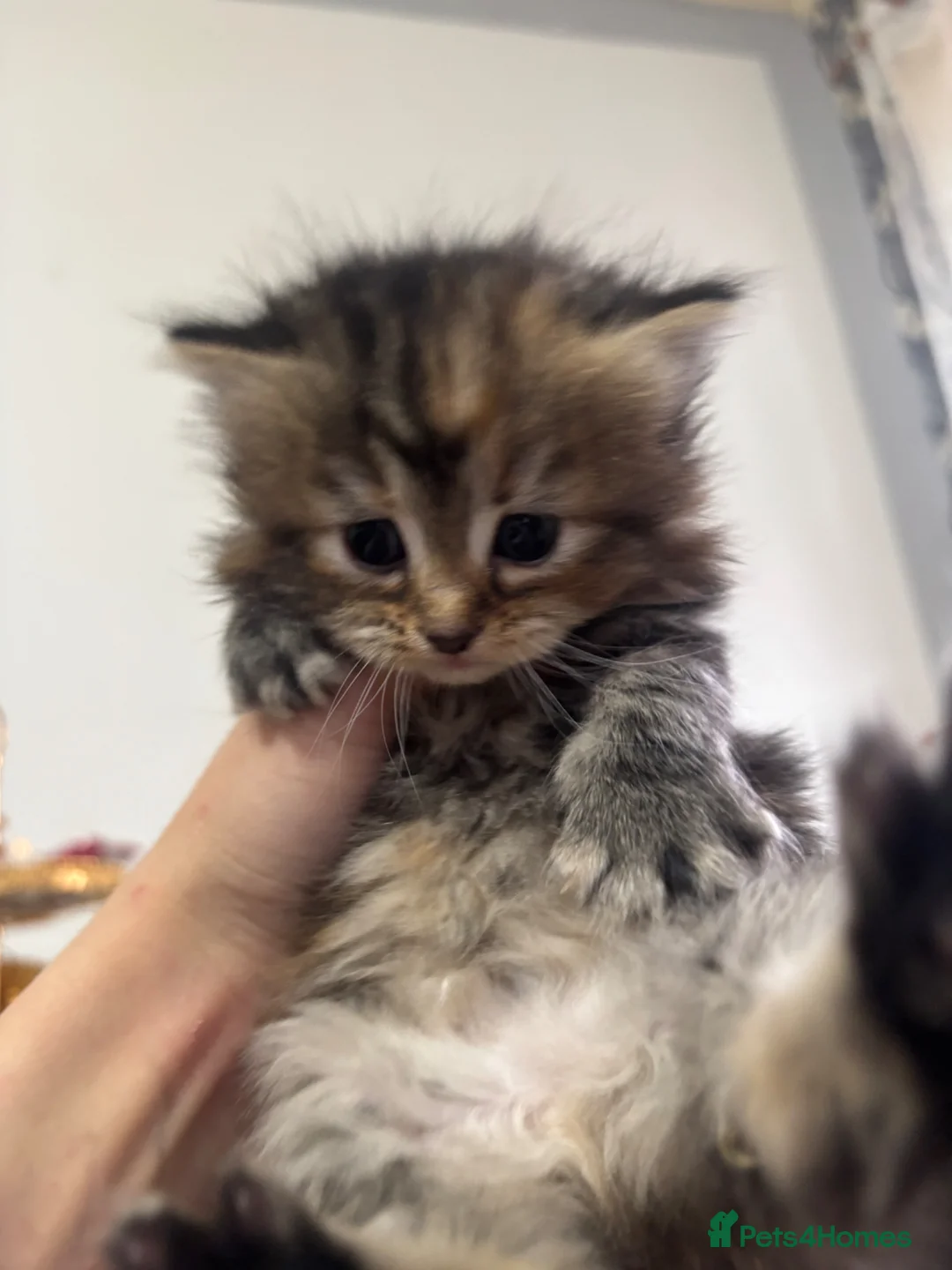 Mixed Breed cats for sale: Beautiful kittens for sale in Bradford - Advert 2