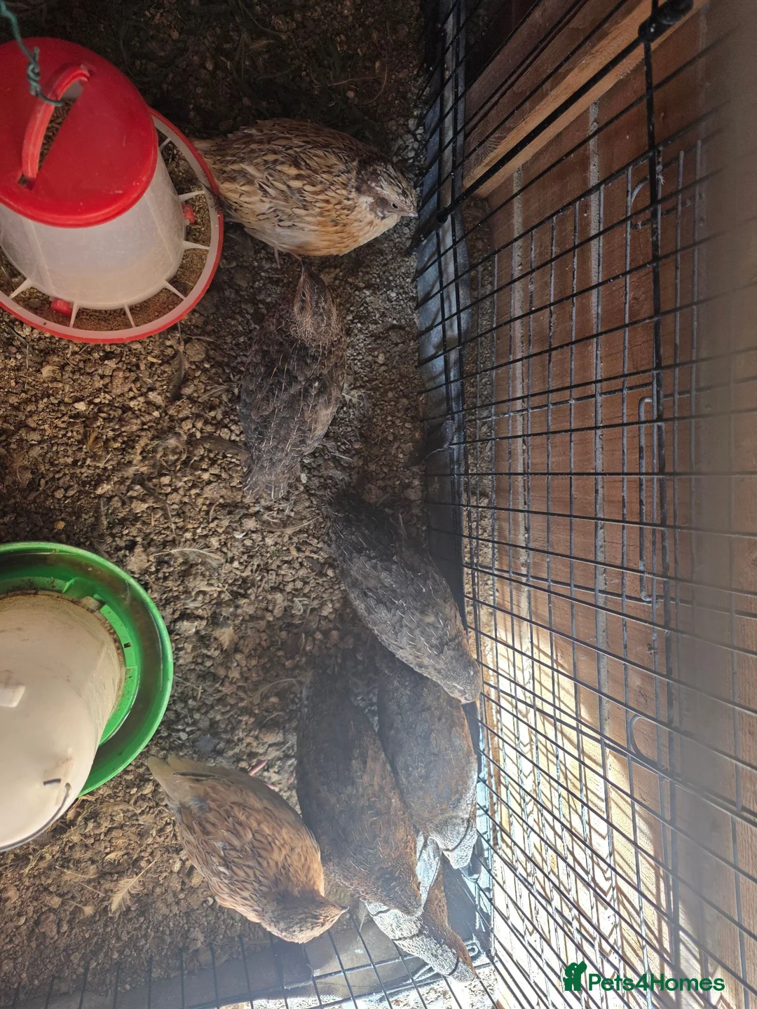 Quail poultry for sale: Japanese/ jumbo Quail  - Advert 2