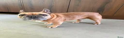 French Bulldog dogs for adoption: 👑 ROCKY 👑 Tiny King Seeks Child-Free Kingdom - Advert 3