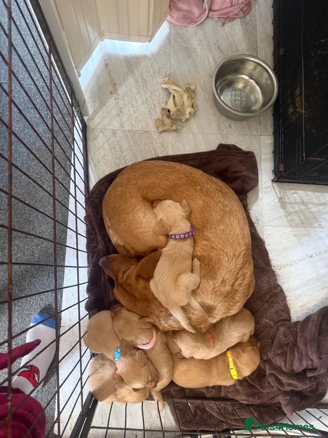 Labrador Retriever dogs for sale: KC registered Labradors  in Ferryhill - Advert 2