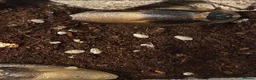 Mixed Breed invertebrates for sale: Mantis/stick isnects and eggs , snails, millipedes - Advert 2