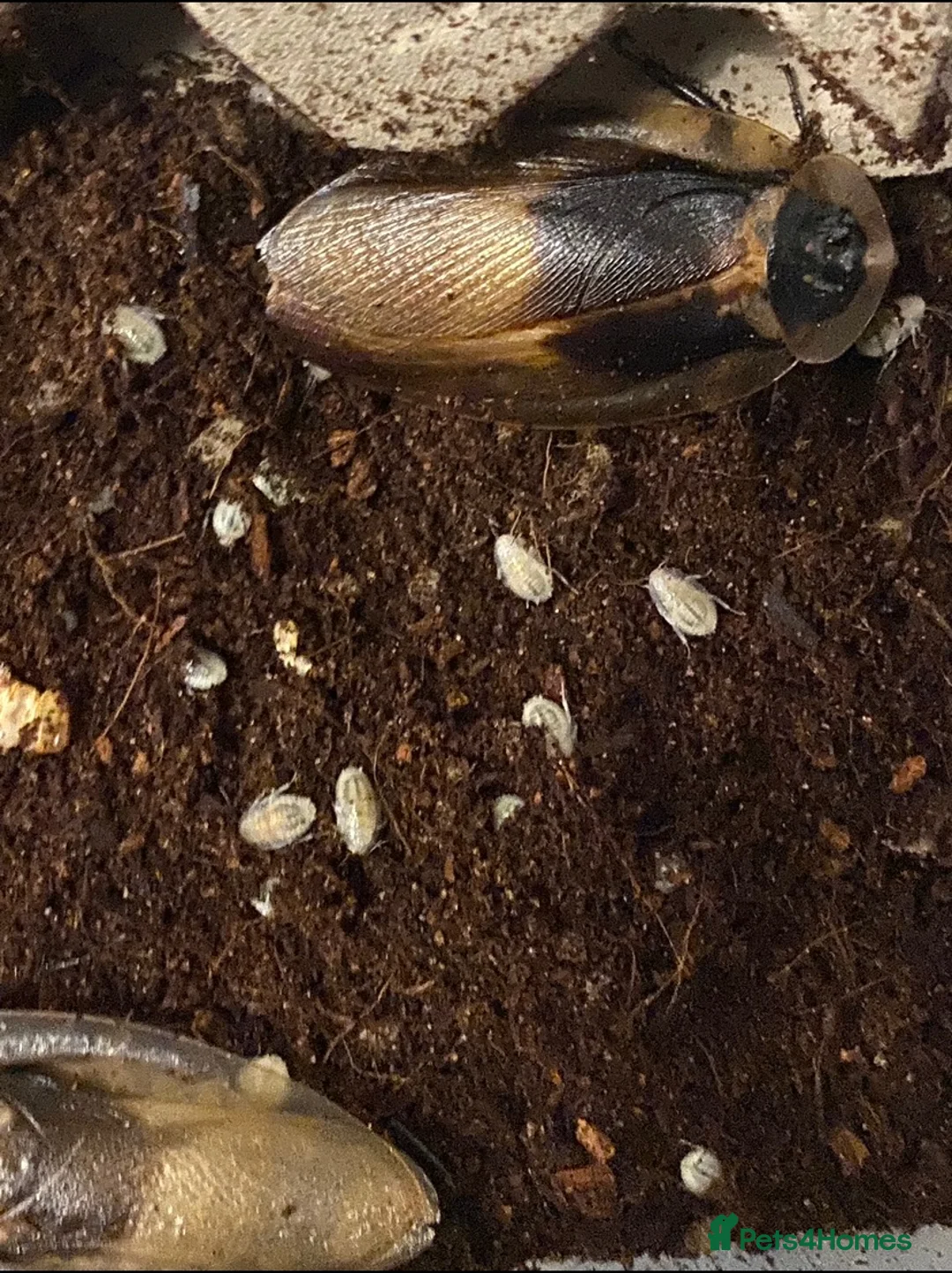 Mixed Breed invertebrates for sale: Mantis/stick isnects and eggs , snails, millipedes - Advert 2