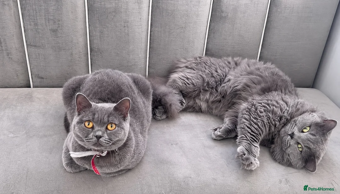 British Longhair cats for sale: Beautiful British long hair kittens  - Advert 2