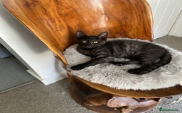 Norwegian Forest Cat cats for sale: Norwegian Forest X BSH - Image 4