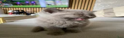 British Shorthair cats for sale: British short hair (male) - Advert 9