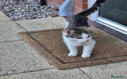 Mixed Breed cats for sale: Female kittens  - Image 10