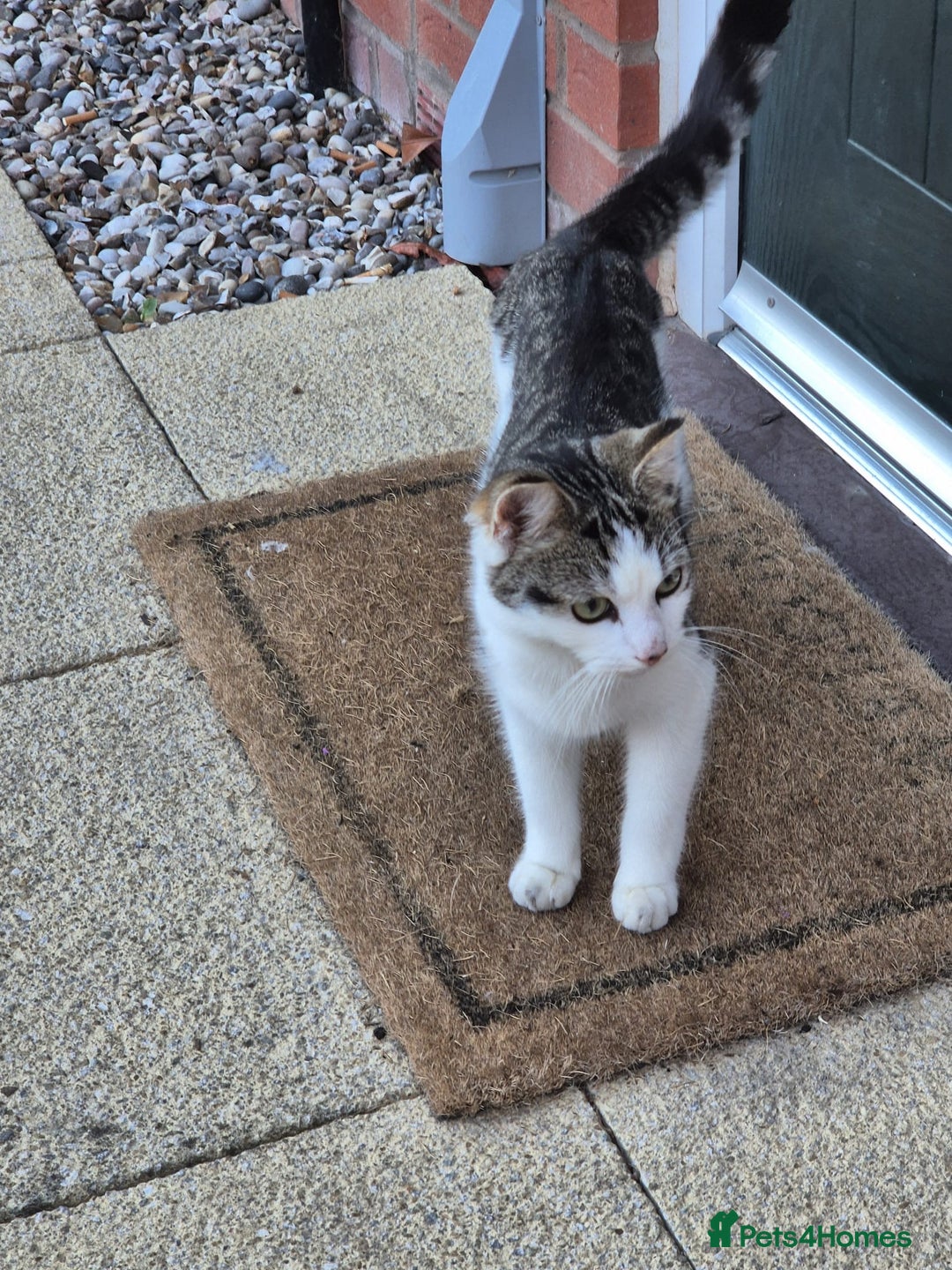 Mixed Breed cats for sale: Female kittens  - Image 10