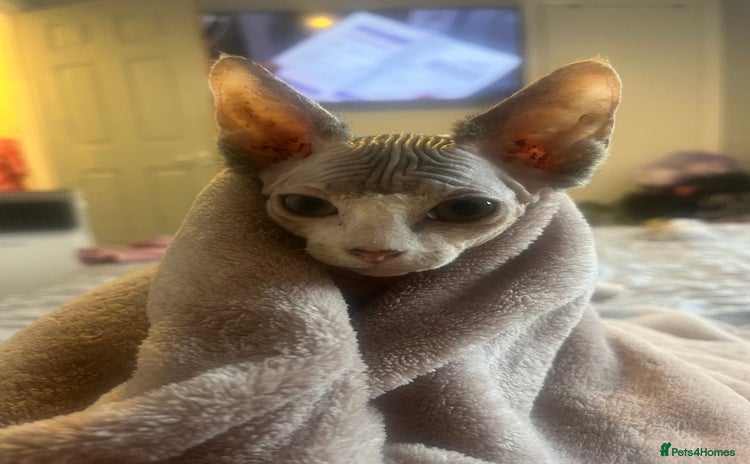 Sphynx cats - Advert 1