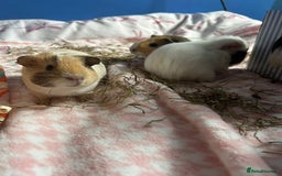 Guinea Pig rodents for sale: Four female guinea pig babies available. - Image 4