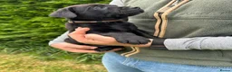 Labrador Retriever dogs for sale: KC Black Labrador puppy's  - Advert 8