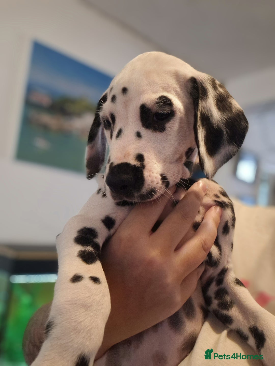 Dalmatian dogs for sale: KC dalmatian puppies READY on 1st August  in Ferndale - Image 9
