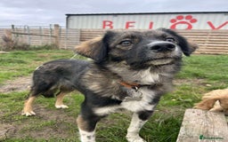 Mixed Breed dogs for adoption: MABEL - Image 14