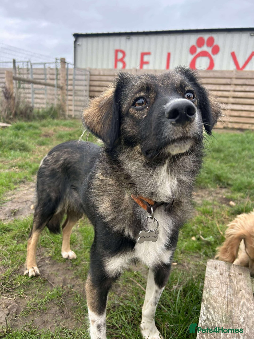 Mixed Breed dogs for adoption: MABEL - Image 14