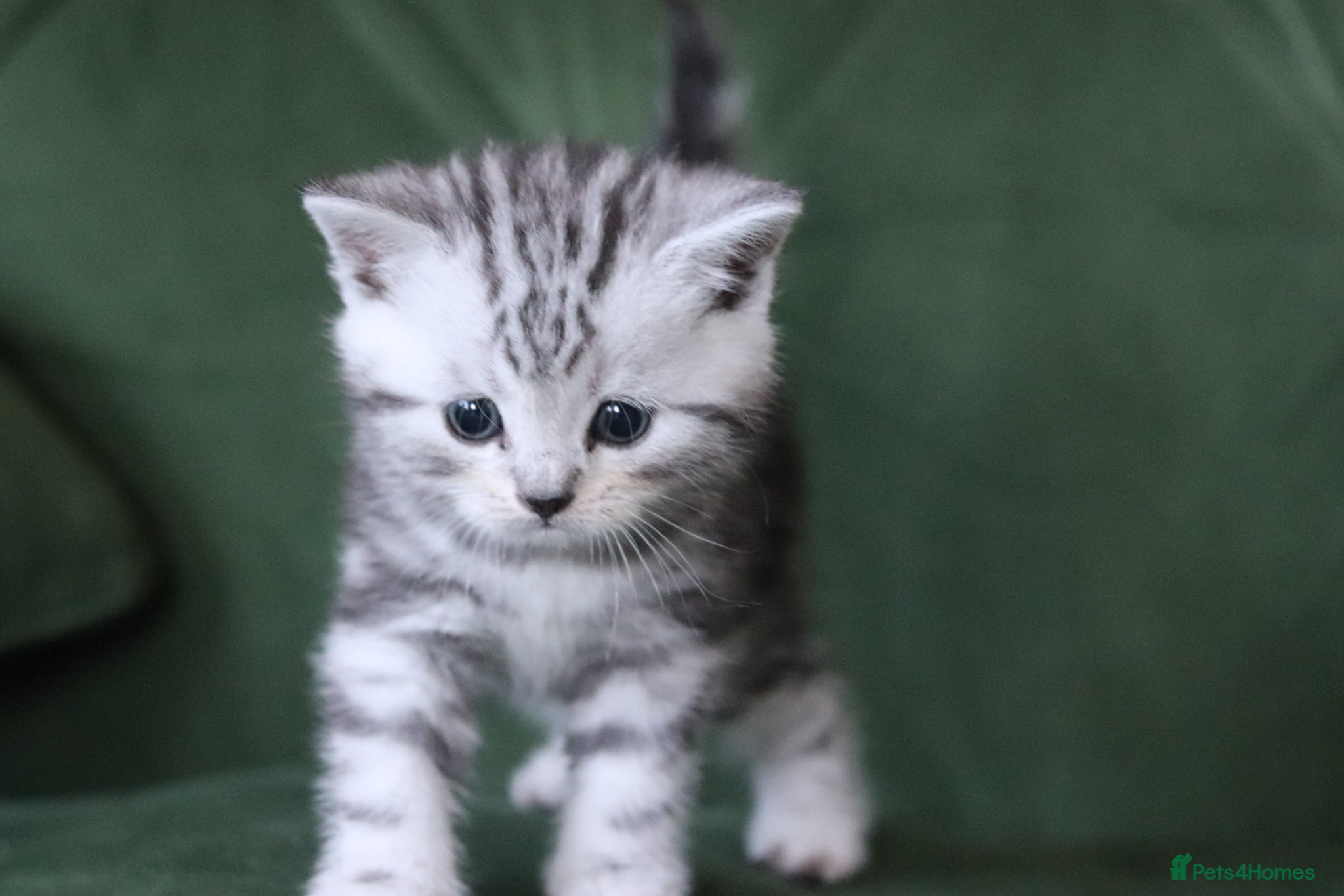 British Shorthair cats 🐾 Gorgeous GCCF British Shorthair Kittens 🐾 - Advert 2