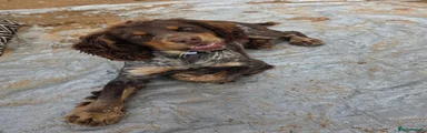 Cocker Spaniel 1