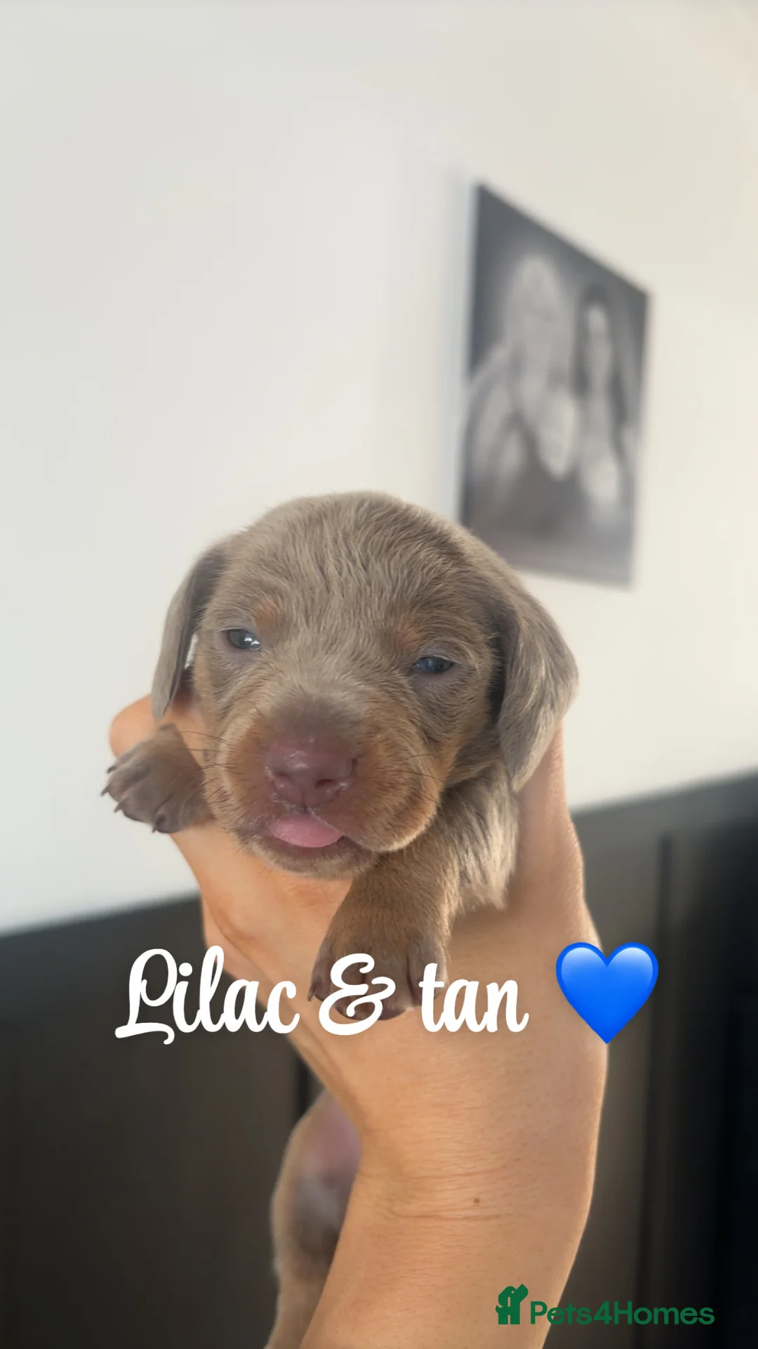 Miniature Dachshund dogs for sale: Miniature smooth haired dachshund  - Advert 8