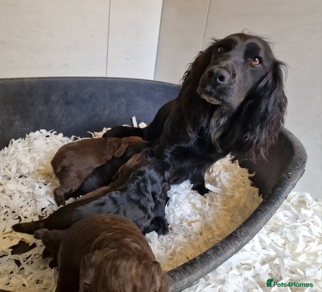 Cocker Spaniel dogs for sale: Cocker Spaniel Puppies - KC Registered  - Image 12