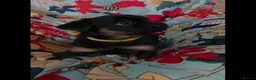 Griffon Bruxellois dogs for sale: Stunning Griffon Bruxellois puppies KC registered - Advert 3