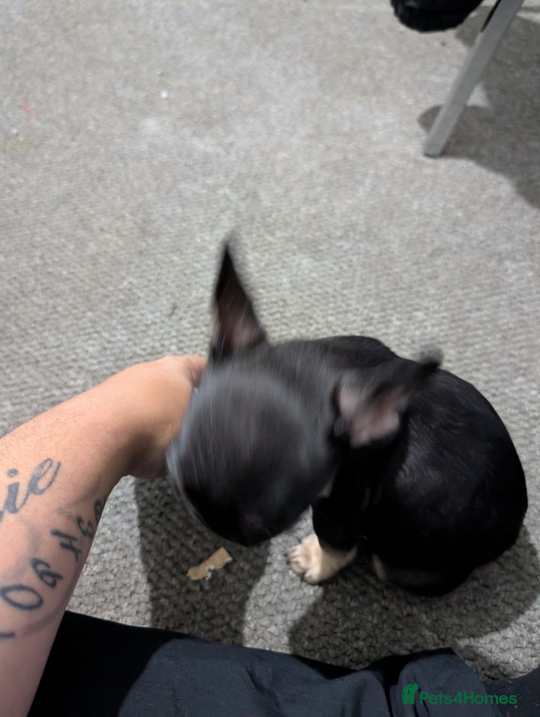 French Bulldog dogs for sale: French dog for sale  - Advert 4