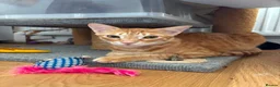Mixed Breed cats for adoption: Two Cats for Indoor Adoption Together in Bridgend - Advert 10