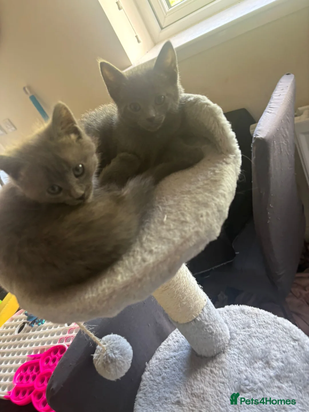 Russian Blue cats for sale: Russian blue x Maine coon kittens 8 weeks old in Skelmorlie - Advert 1