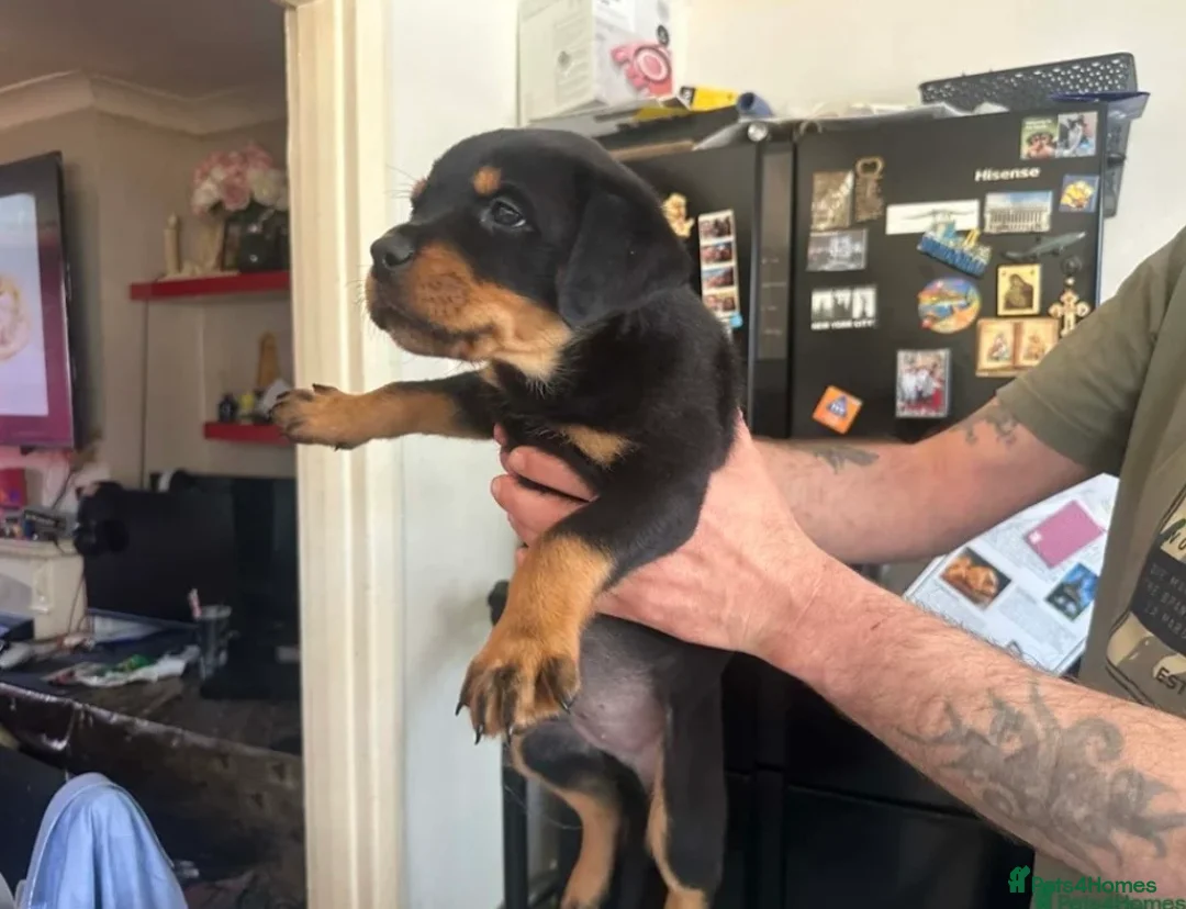 Rottweiler dogs for sale: 2 Beautiful and Playful Rottweiler puppies  - Advert 25