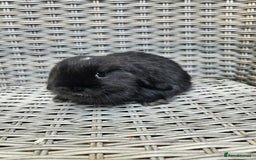 Mini Lop rabbits for sale: Mini lop babies - Image 2