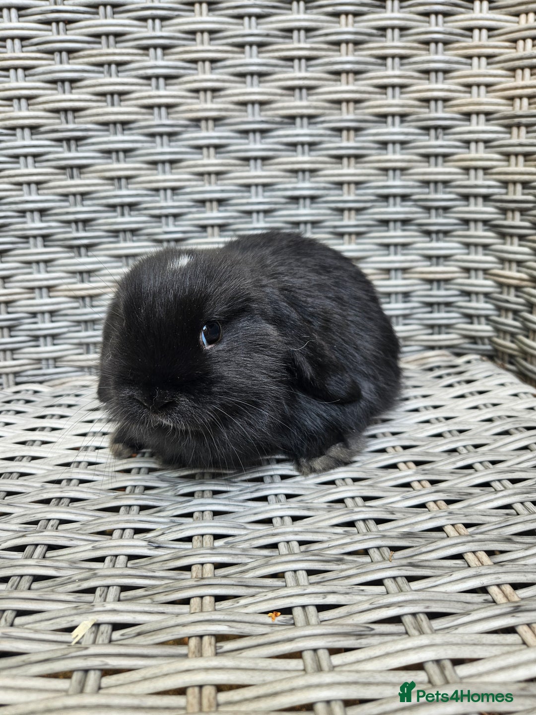 Mini Lop rabbits for sale: Mini lop babies - Image 2