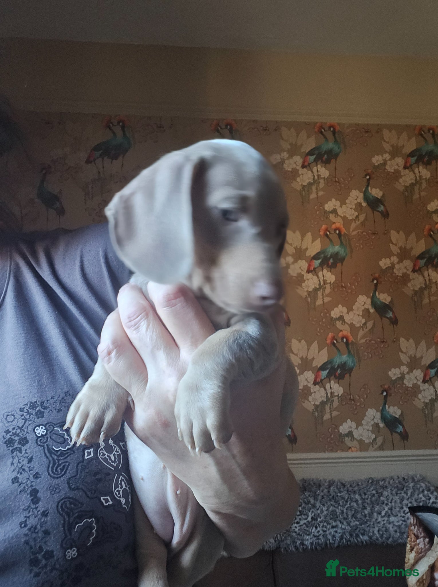 Miniature Dachshund dogs ONE FEMALE miniature Dachshund puppy - Advert 2