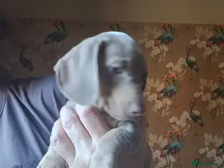 Miniature Dachshund dogs ONE FEMALE miniature Dachshund puppy - Advert 9