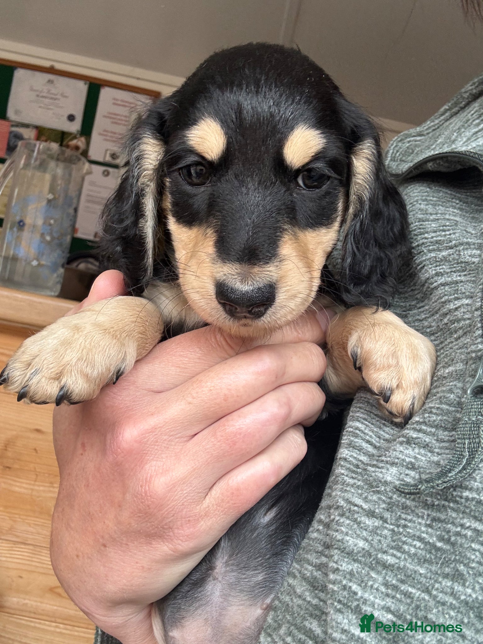 Miniature Dachshund dogs **LAST ONE ** Long haired miniature dachshunds  - Advert 16