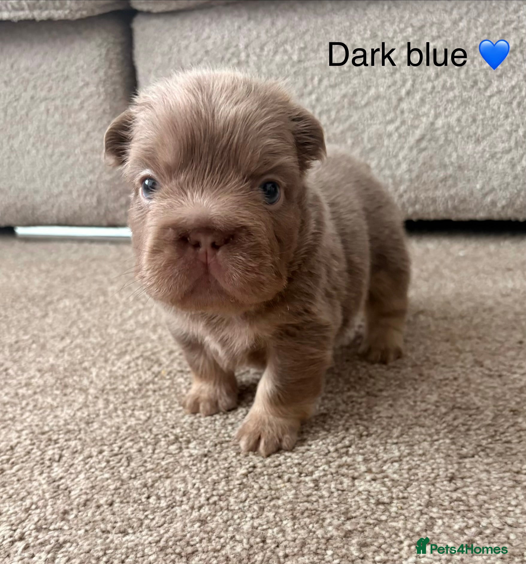 French Bulldog dogs Beautiful french bulldogs  - Advert 1