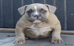 American Bully dogs for sale: Pocket bully pup - Image 10