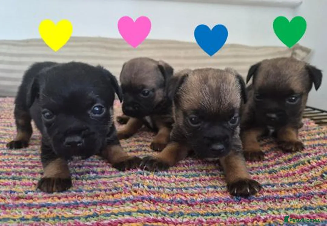 Border Terrier dogs for sale: Beautiful Border Terriers for Sale - Advert 2