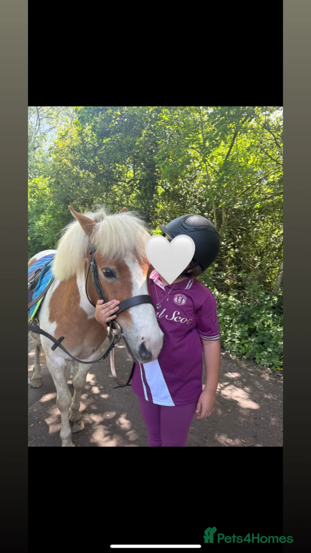 Shetland pony horses for sale: Shetland  in Neath - Advert 5