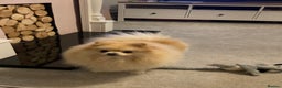 Pomeranian dogs for stud: Stunning, Proven KC reg Pomeranian Stud  in Stockton-on-Tees - Advert 6