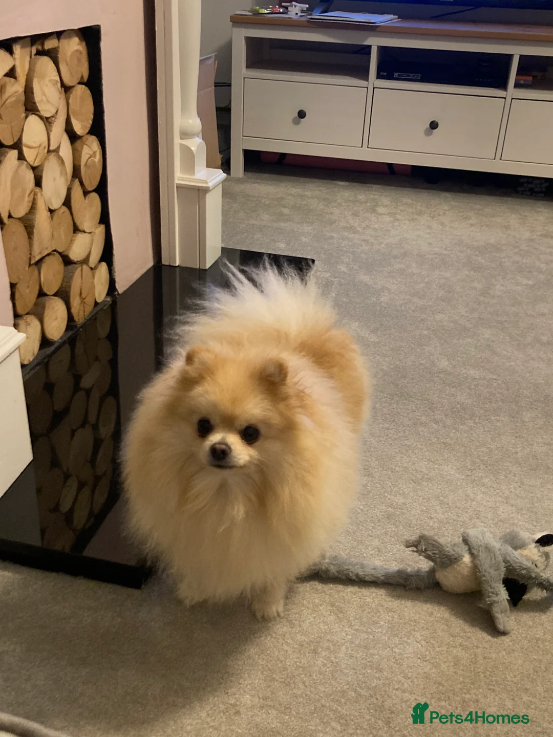 Pomeranian dogs for stud: Stunning, Proven KC reg Pomeranian Stud  in Stockton-on-Tees - Advert 6