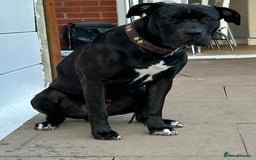 Mixed Breed dogs for sale: Ronnie  - Image 2