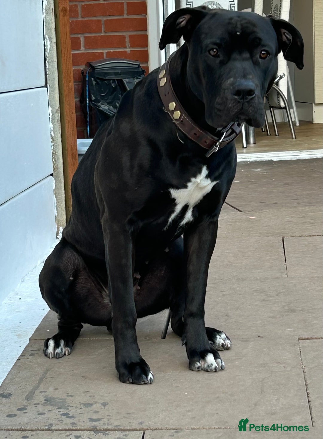 Mixed Breed dogs for sale: Ronnie  - Image 2