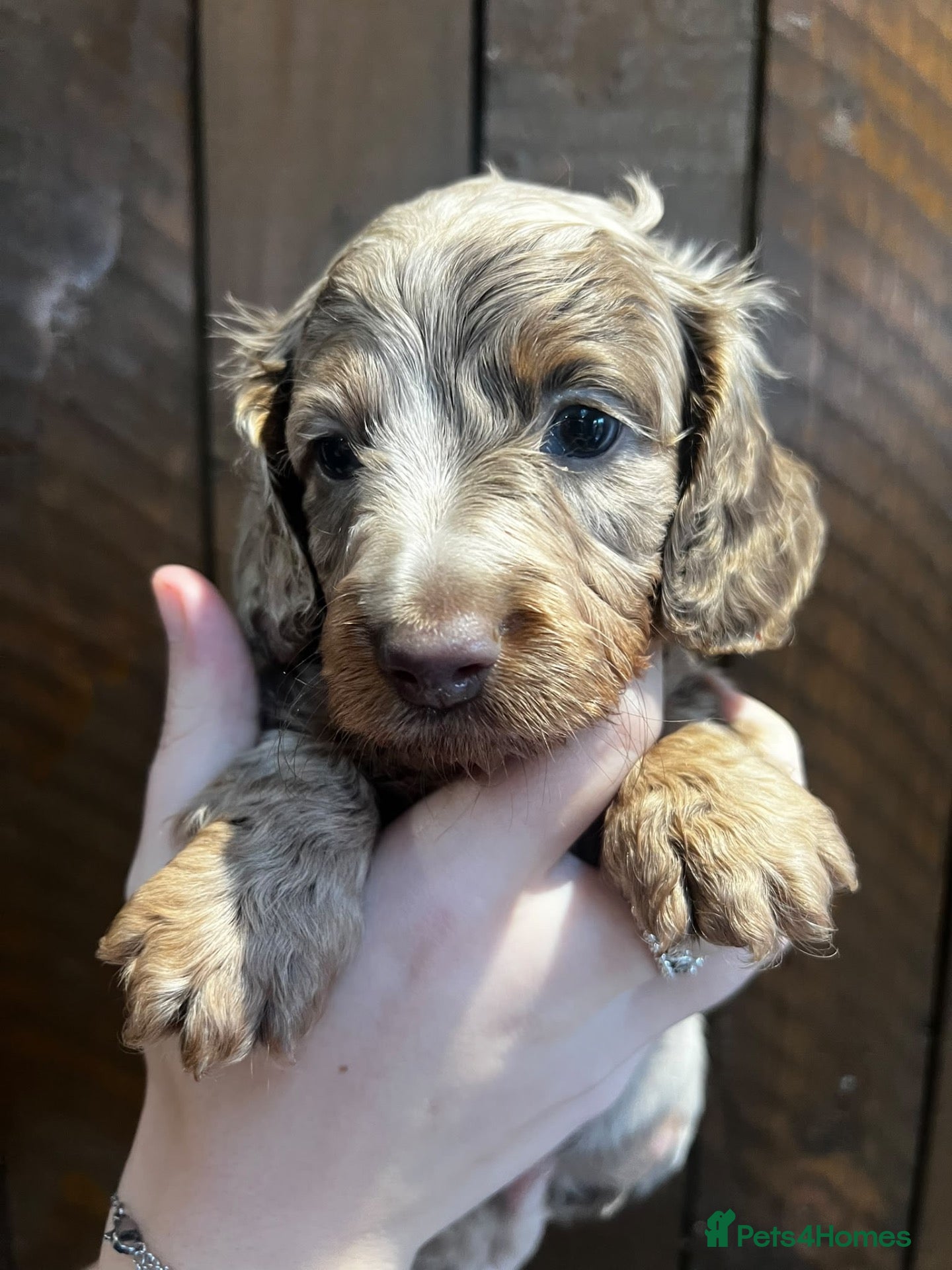 Miniature Dachshund dogs for sale: Beautiful Longhaired Miniature Dachshunds - Advert 1