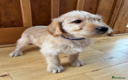 Labradoodle dogs for sale: Outstanding labradoodles from excellent pedigree  - Image 4