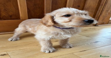 Labradoodle dogs - Advert 11